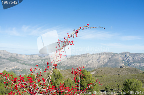 Image of Medicinal plant