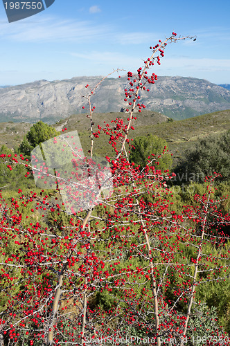 Image of Mediterranean shrub