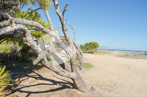 Image of Windswept tree