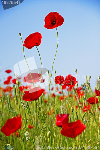 Image of Poppies against the blue sky