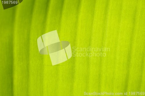 Image of Banana Leaf
