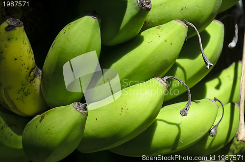 Image of Bananas on Tree