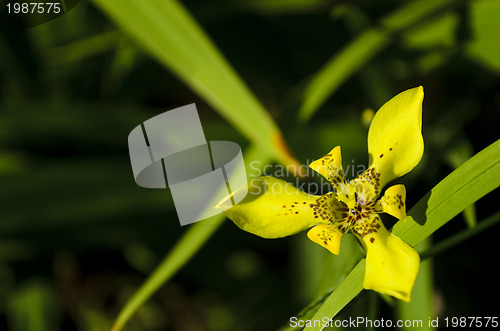 Image of Yellow Flower