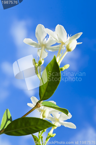 Image of White Flowers