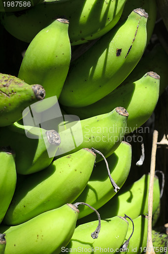 Image of Bananas on Tree