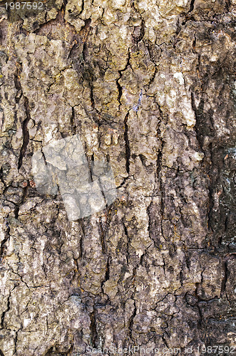 Image of Tree Trunk Texture