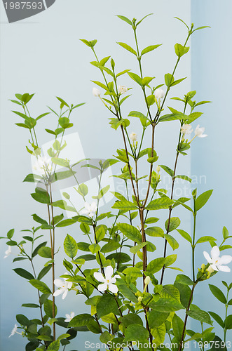 Image of White Flowers