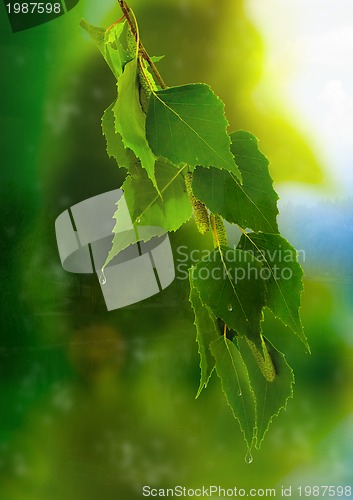 Image of leaves of birch
