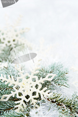 Image of Snowy spruce branches