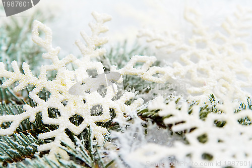 Image of Snowy spruce branches