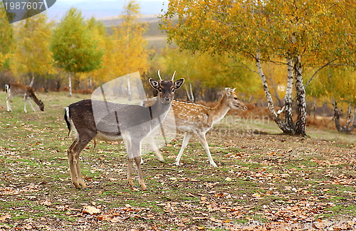 Image of fallow deer young buck