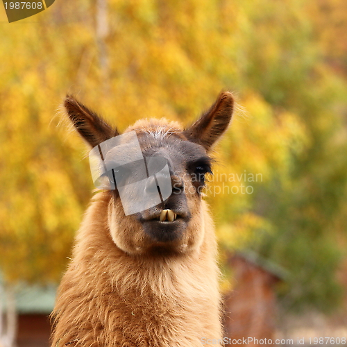 Image of llama over autumn background