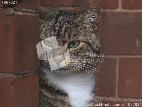 Image of Cat