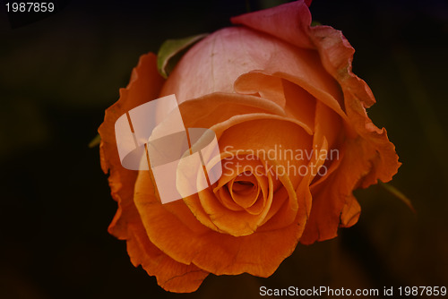 Image of Red Rose, Italy