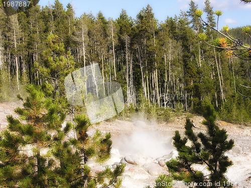 Image of Yellowstone Geyser