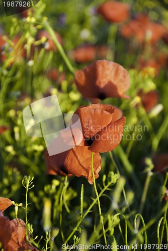 Image of Poppies Meadow during Spring, Tuscany
