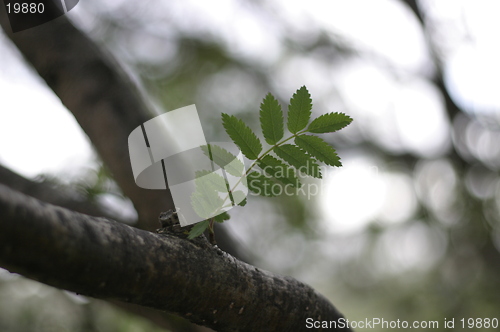 Image of Leaf