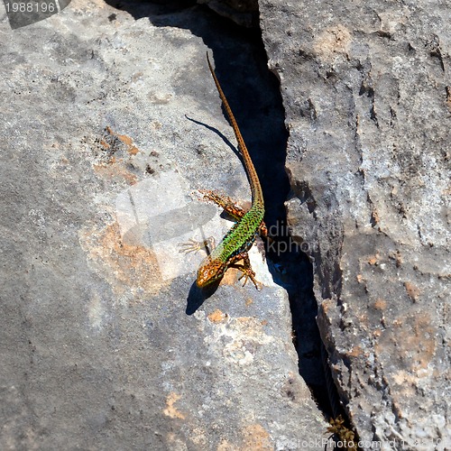 Image of Sand lizard bask on rock