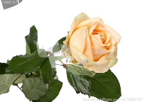 Image of Rose with water drops