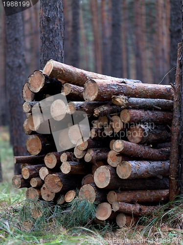 Image of Stack of firewood in pine forest