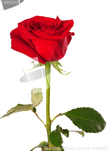Image of Red rose isolated on white background