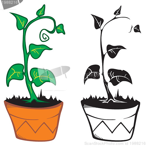 Image of Plant in pot