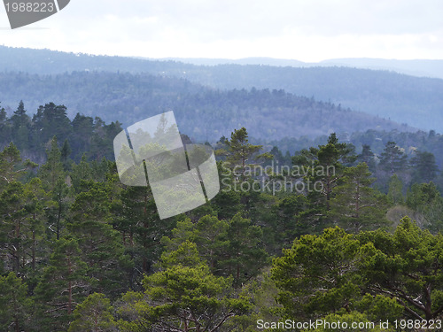Image of view over conifer forest