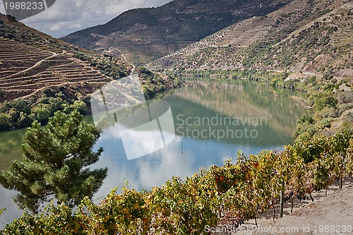 Image of Vineyards of the Douro Valley, Portugal