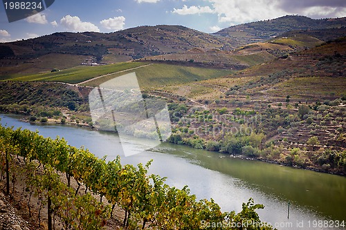 Image of Vineyards of the Douro Valley, Portugal