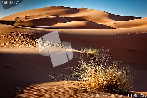 Image of Gold send and blue sky