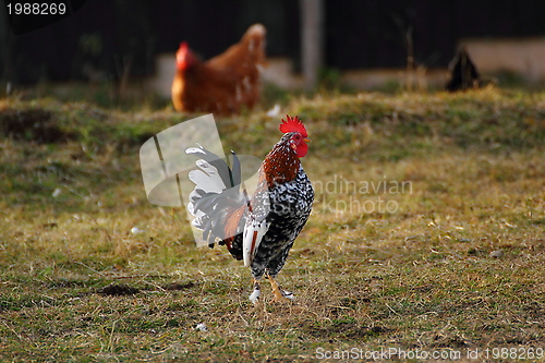 Image of beautiful cockerel