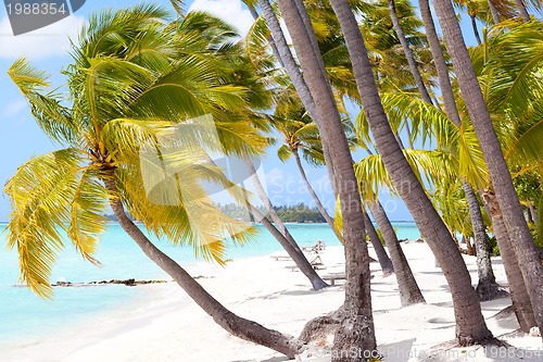 Image of tropical beach