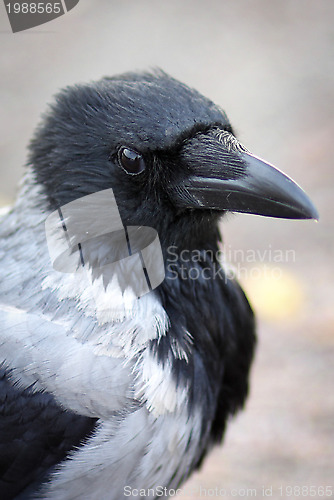 Image of Hooded Crow 