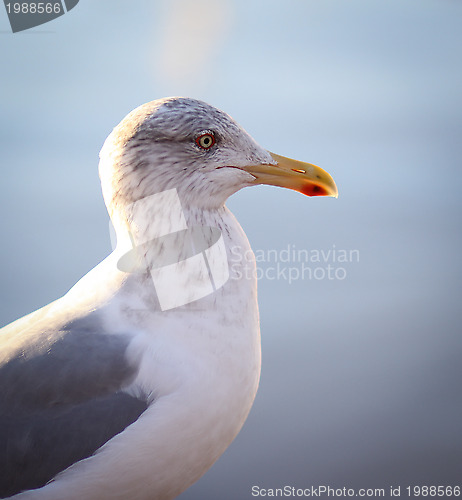 Image of Seagull