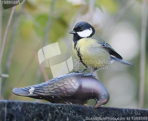 Image of Great Tit 