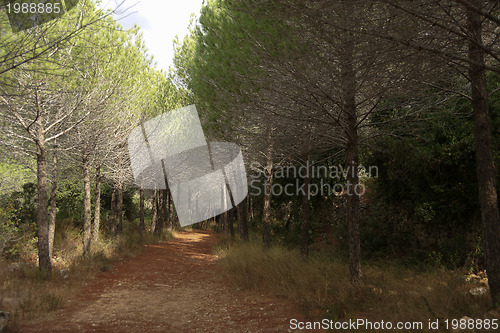 Image of Autumn near jerusalem