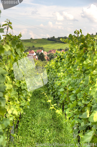 Image of Alsace landscape and vinewyard