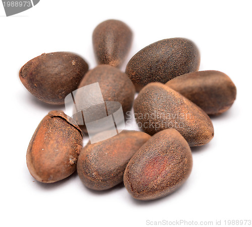 Image of cedar nuts
