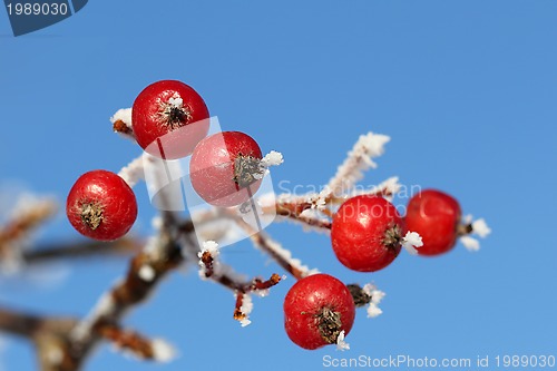 Image of Red Rowan Berries in Winter Frost against Blue Sky