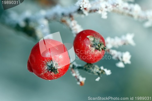 Image of Two red Rowan Tree Berries covered with frost