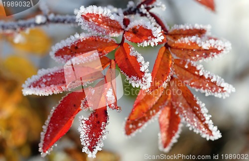 Image of Frost on Rose Leaflets