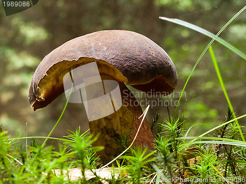 Image of Scarletina Bolete