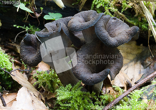 Image of black trumpets in progress