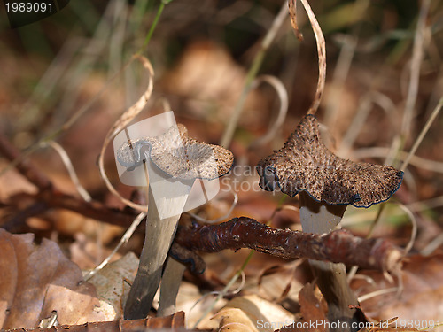 Image of Black trumpets lifting branch