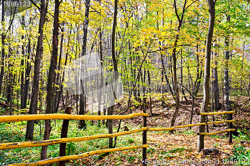 Image of Autumn forest with a fence