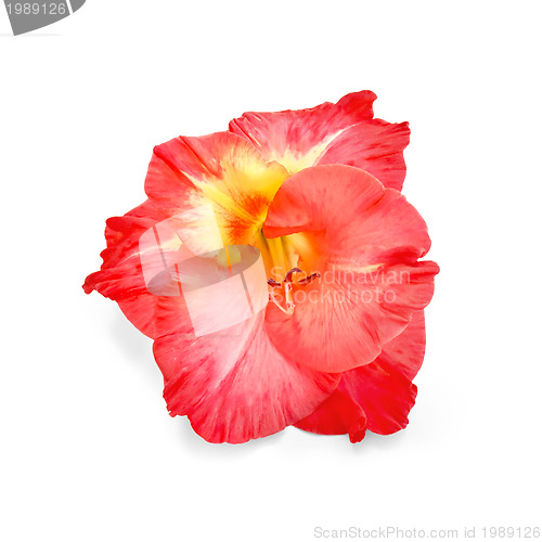 Image of Gladiolus red