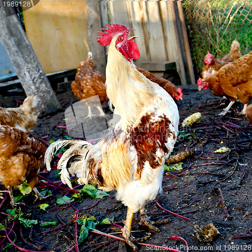 Image of Rooster with chickens