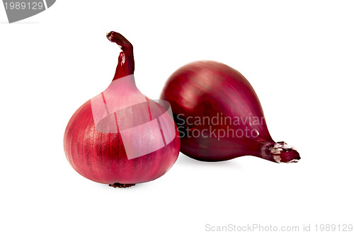 Image of Onion purple