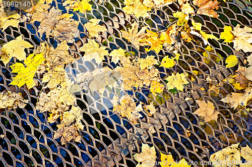 Image of Maple leaves on a lattice bridge