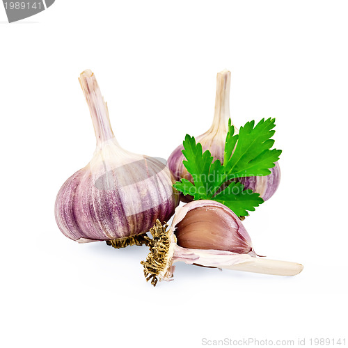 Image of Garlic with parsley leaf